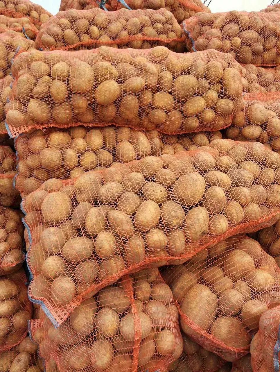 картофель сорта бельмондо в Республике Беларусь