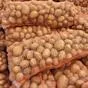 картофель сорта бельмондо в Республике Беларусь