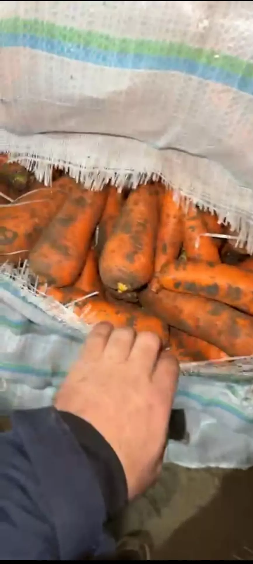 фотография продукта Морковь от производителя