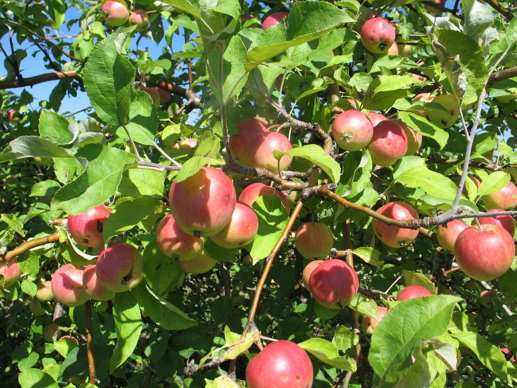 яблоки в Хвалынске 3