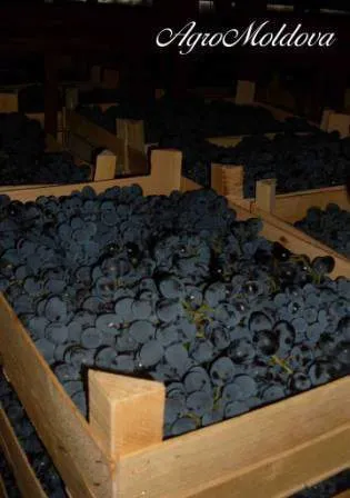 фотография продукта Столовый виноград Молдова 