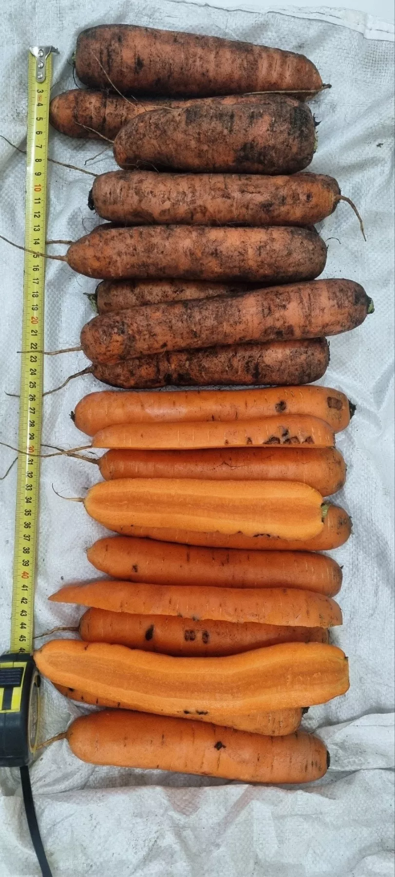 морковь  свежая в Республике Беларусь