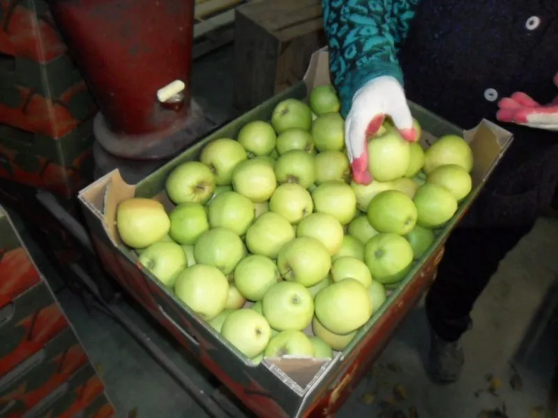 фотография продукта продать большое количество яблок