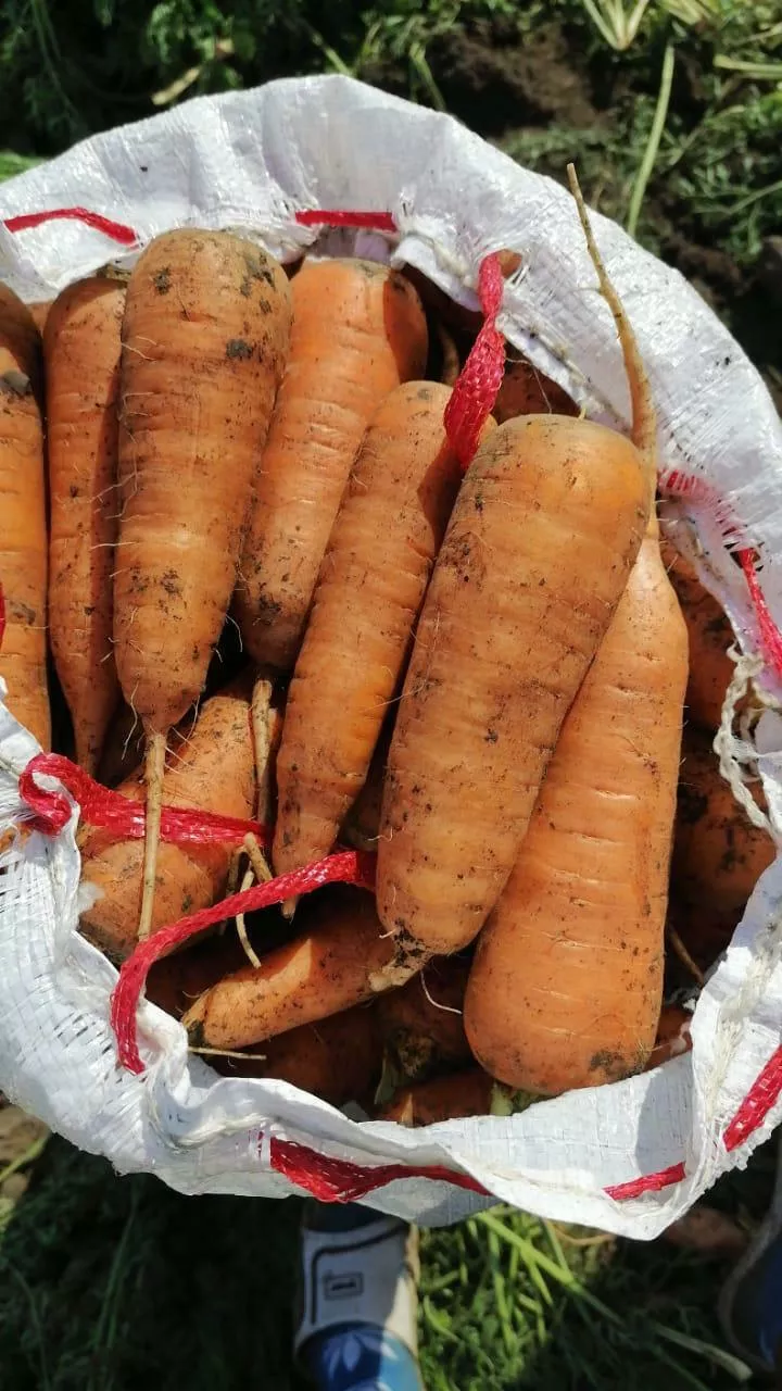 фотография продукта Морковь 20,00 руб за кг.