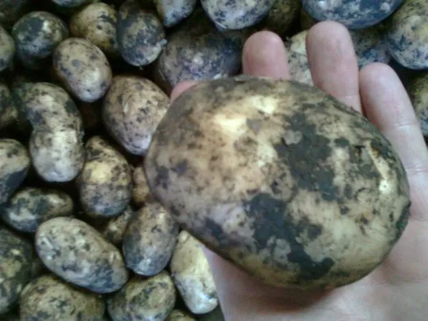 фотография продукта Картофель   урожай 2012г.