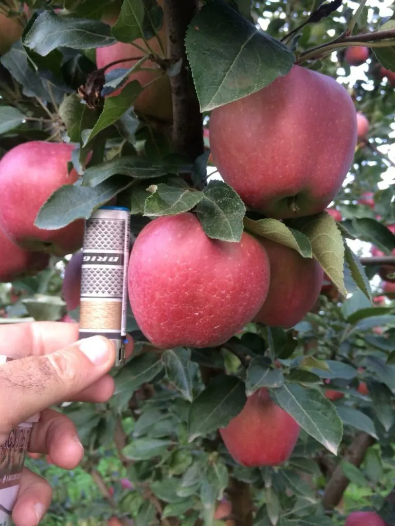 фотография продукта яблоки 