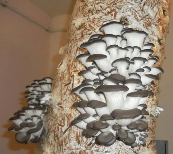 фотография продукта Мицелий грибов Вешенка, инструкция
