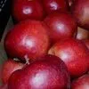 экспорт яблок из РП - холодильники в Уганде 8