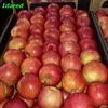 экспорт яблок из РП - холодильники в Уганде 7