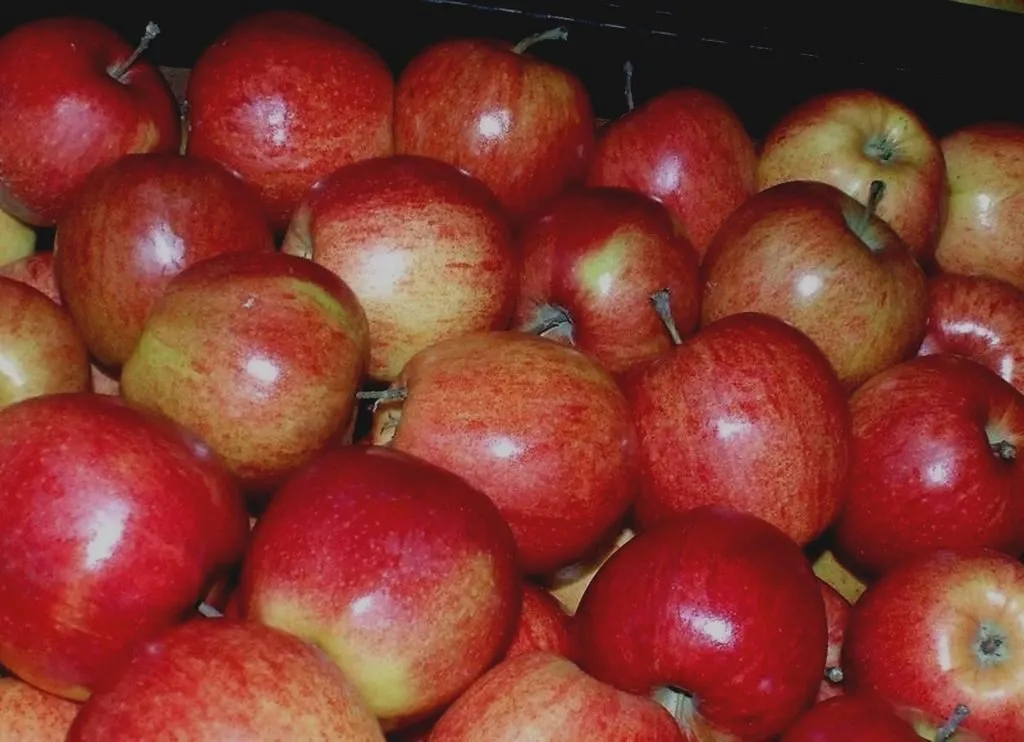 фотография продукта Экспорт яблок из РП - холодильники