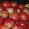 экспорт яблок из РП - холодильники в Уганде