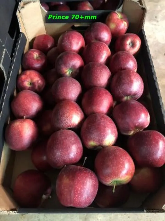 экспорт яблок из РП - холодильники в Уганде 6