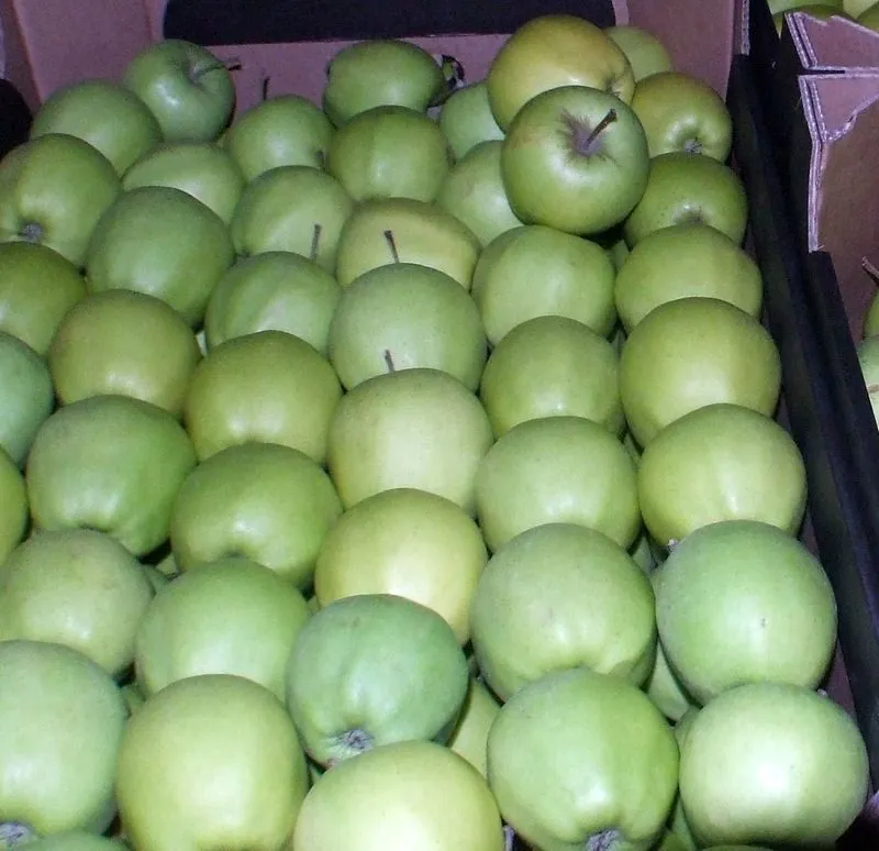 экспорт яблок из РП - холодильники в Уганде 9