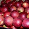 экспорт яблок из РП - холодильники в Уганде 2
