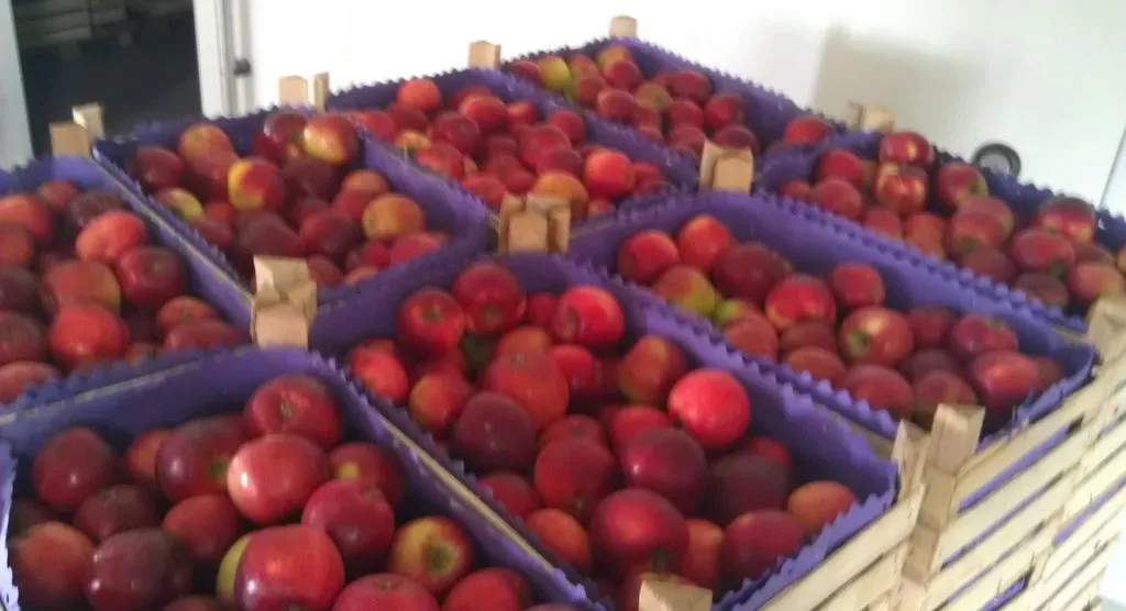 молдавские яблоки в Молдавии 5