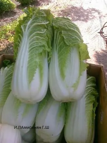 фотография продукта  овощи 2013 года 
