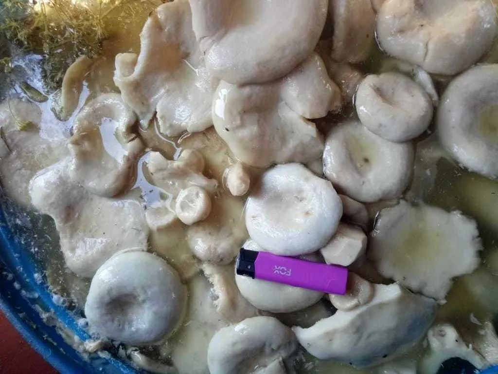  грибы грузди солено-отварные оптом в Рубцовске 7