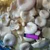  грибы грузди солено-отварные оптом в Рубцовске 7