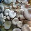  грибы грузди солено-отварные оптом в Рубцовске