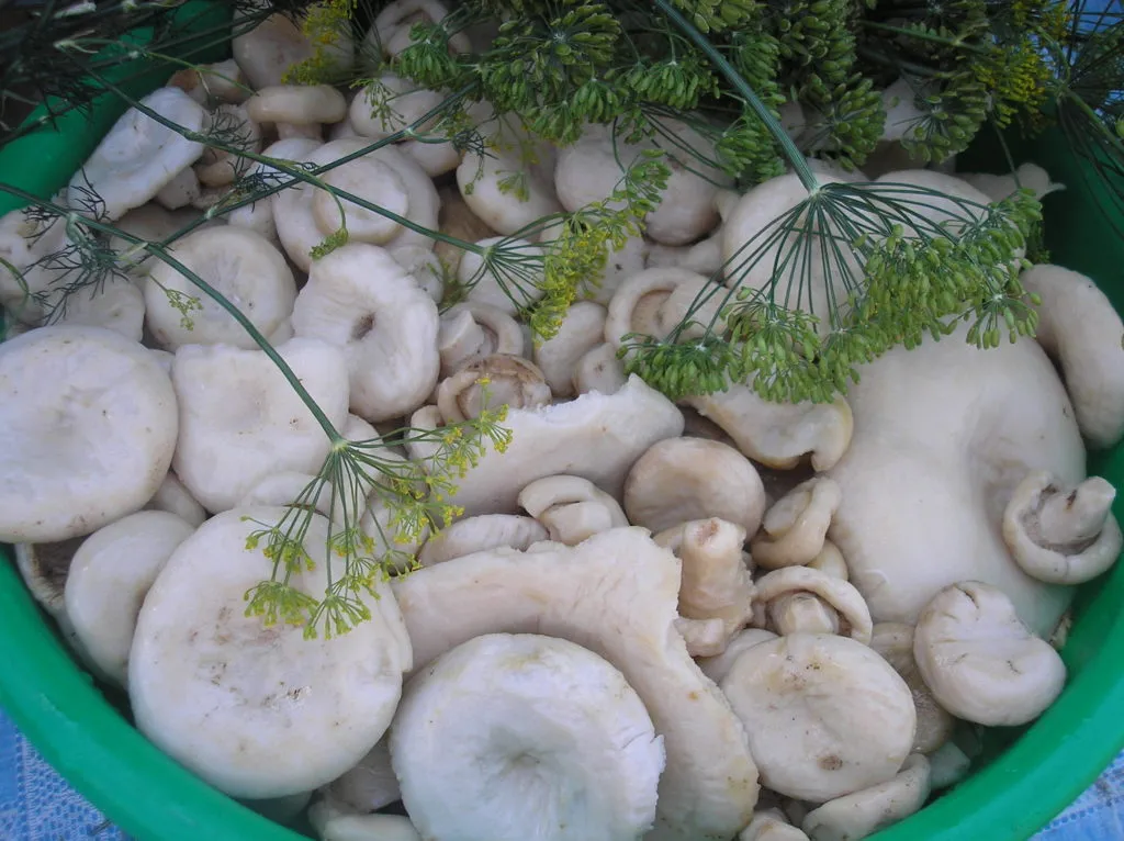  грибы грузди солено-отварные оптом в Рубцовске 2