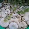  грибы грузди солено-отварные оптом в Рубцовске 2