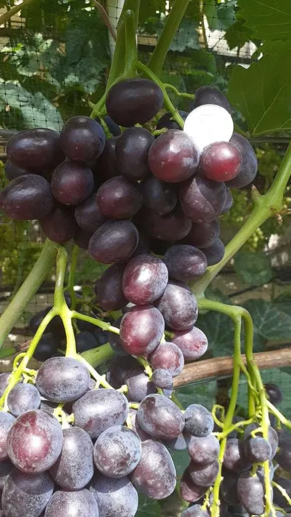 виноград в Астрахани 2