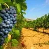 виноград в Астрахани