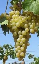 фотография продукта Столовый виноград (оптом)