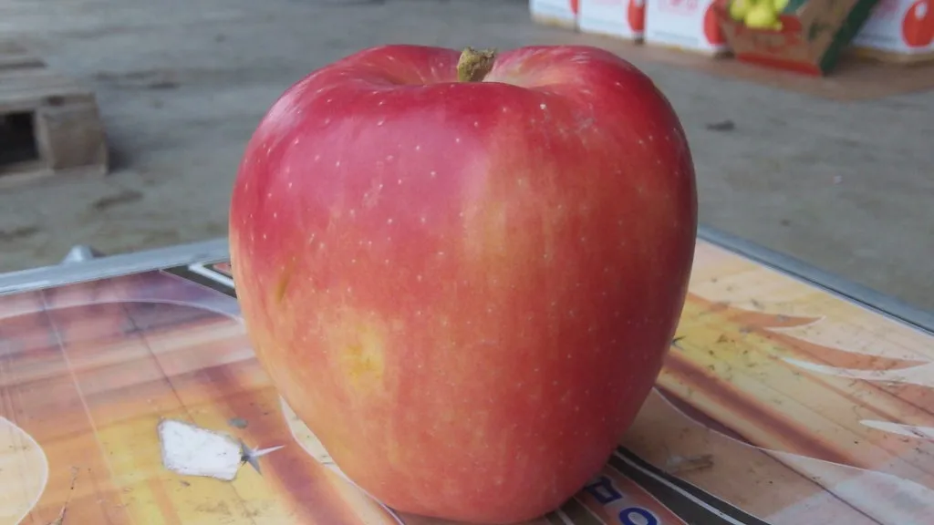 яблоки в Азербайджане
