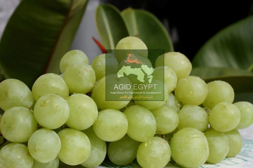 виноград свежий, бескосточковые сорта в Египте