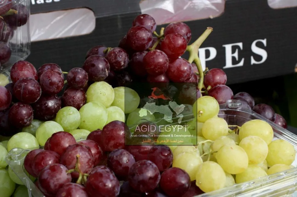 виноград свежий, бескосточковые сорта в Египте 7