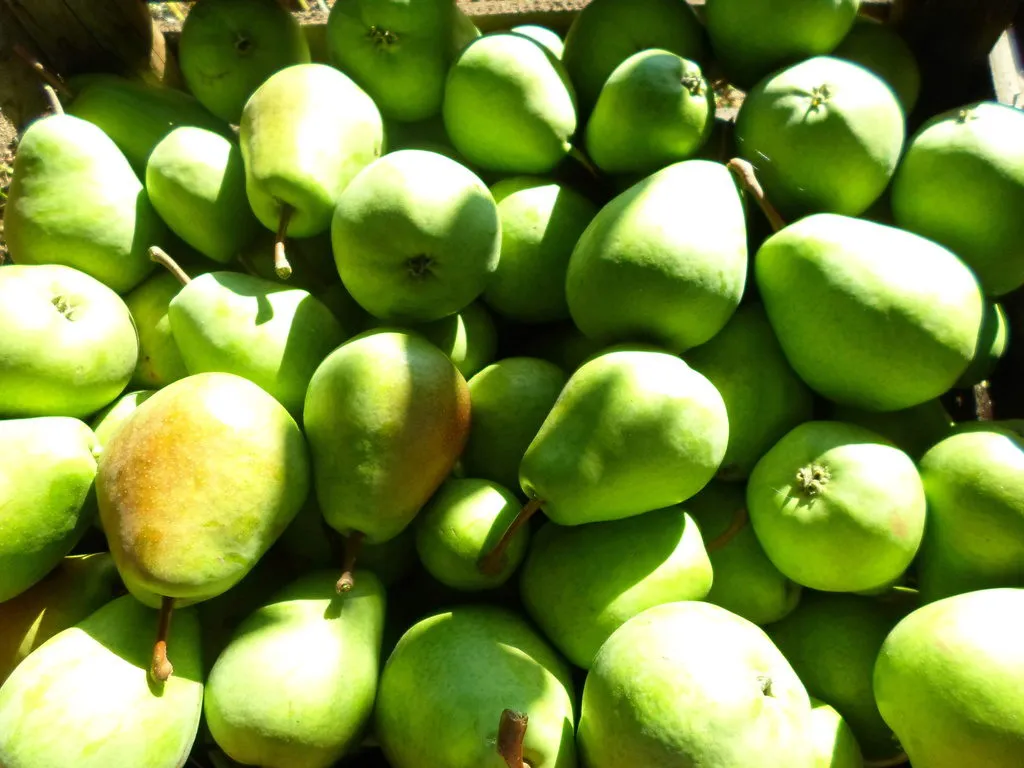 фотография продукта яблоки и груши
