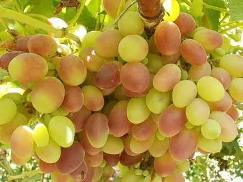 фотография продукта виноград хурма