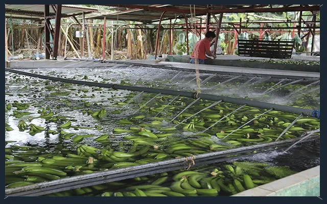 фотография продукта  Бананы и ананасы  из Эквадора напрямую 