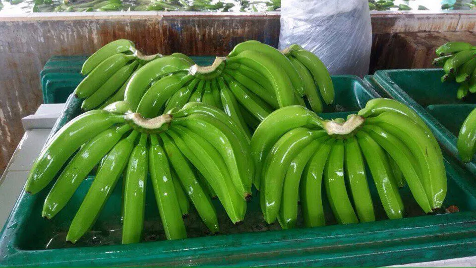  Бананы и ананасы  из Эквадора напрямую  в Эквадоре 5