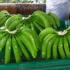  Бананы и ананасы  из Эквадора напрямую  в Эквадоре 5