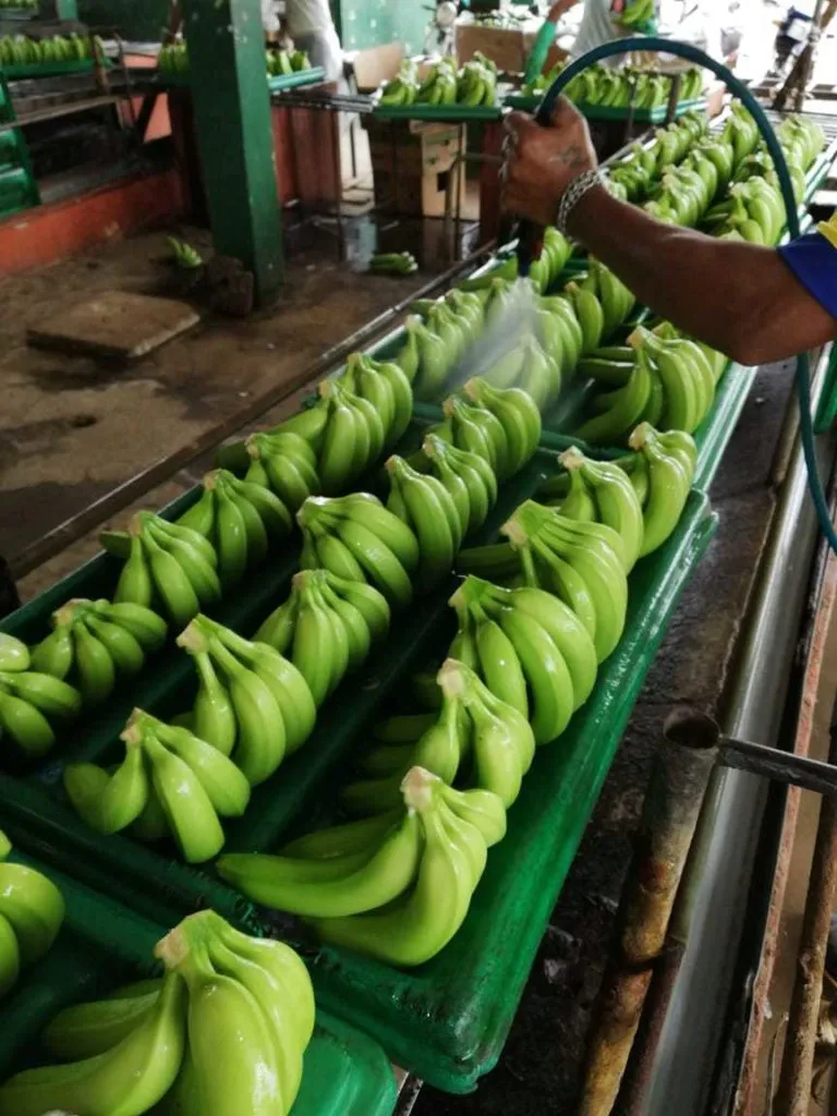  Бананы и ананасы  из Эквадора напрямую  в Эквадоре 6