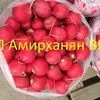 редис оптом 120 руб в Ростове-на-Дону и Ростовской области