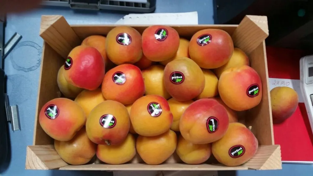 нектарин,черешня,абрикос,плоский персик в Испании 34