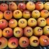 нектарин,черешня,абрикос,плоский персик в Испании 37