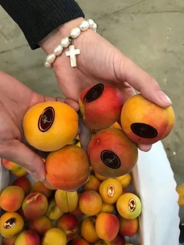 нектарин,черешня,абрикос,плоский персик в Испании 29