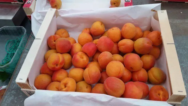 нектарин,черешня,абрикос,плоский персик в Испании 4
