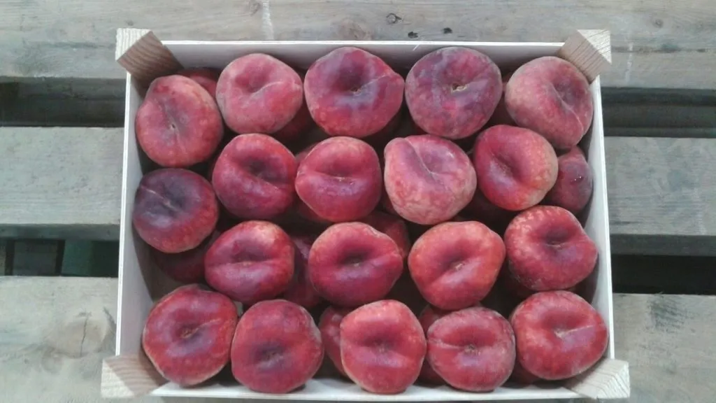 нектарин,черешня,абрикос,плоский персик в Испании 32