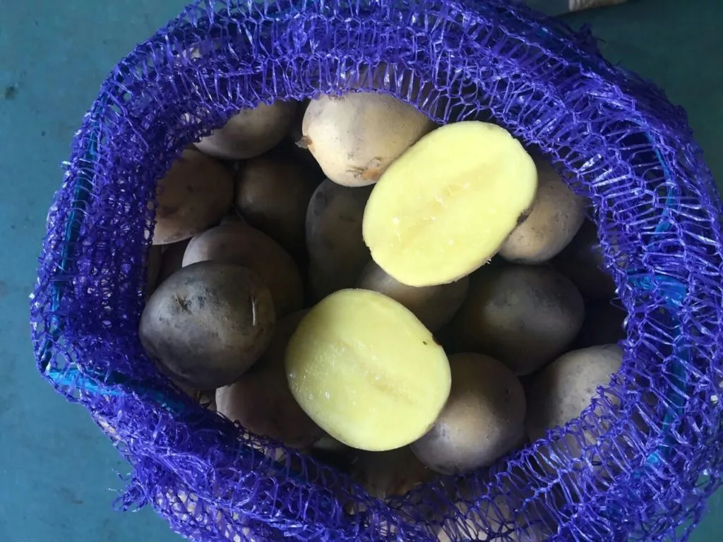 картофель в Республике Беларусь 2