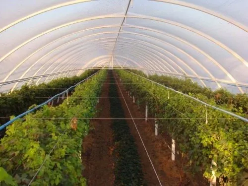 фотография продукта виноград с поля урожая 2014 года.