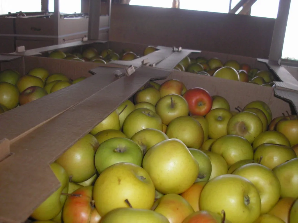 яблоки свежие  от производителя.  в Бахчисарае 2