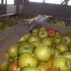 яблоки свежие  от производителя.  в Бахчисарае 2