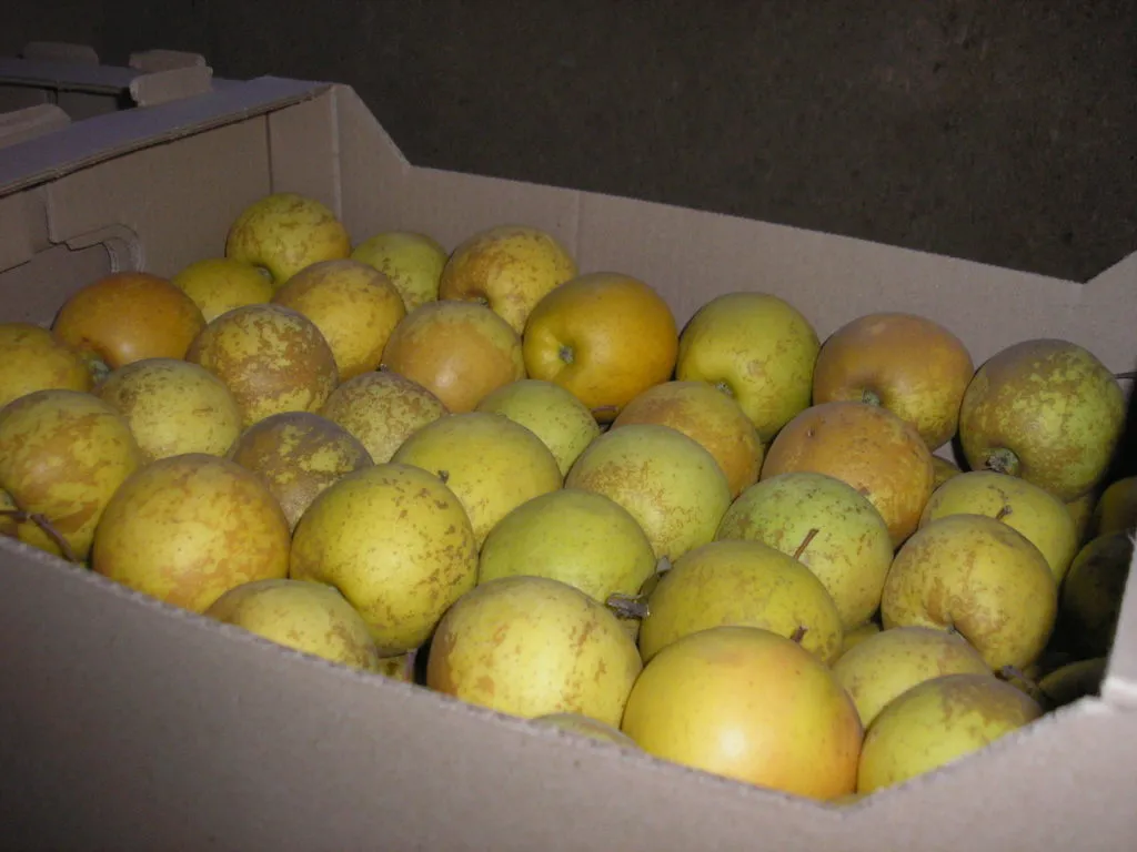 яблоки свежие  от производителя.  в Бахчисарае