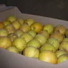яблоки свежие  от производителя.  в Бахчисарае