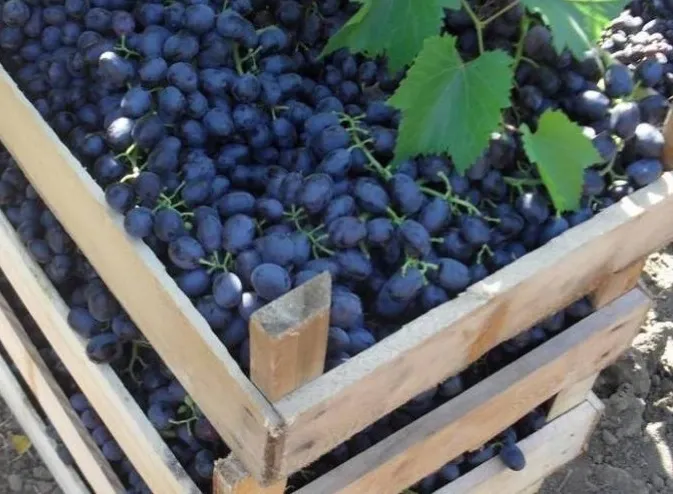 фотография продукта виноград Аттика (от производителя)